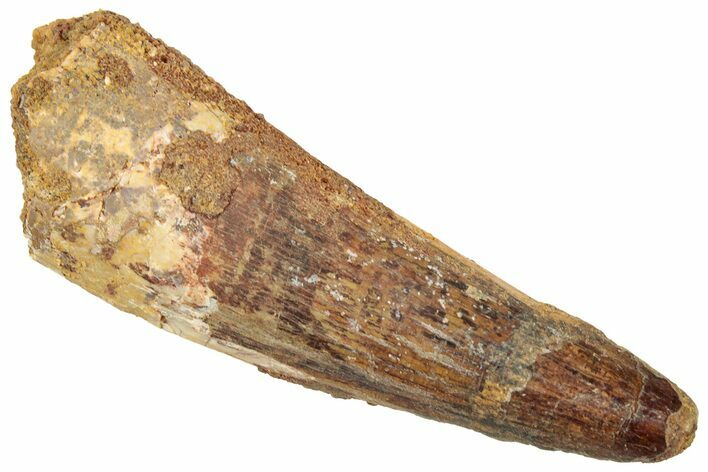 Fossil Spinosaurus Tooth - Real Dinosaur Tooth #322301
